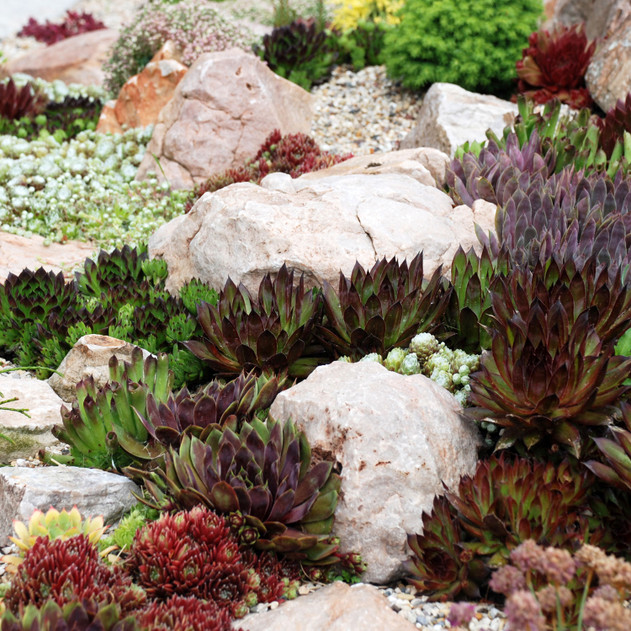 Sempervivum Bulk Pack (25-50 Plants, 2" Pots) - Rock Garden
