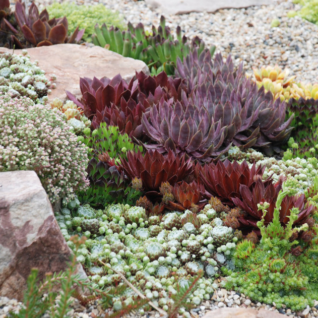 Sempervivum Bulk Pack (25-50 Plants, 2" Pots) - Rock Garden
