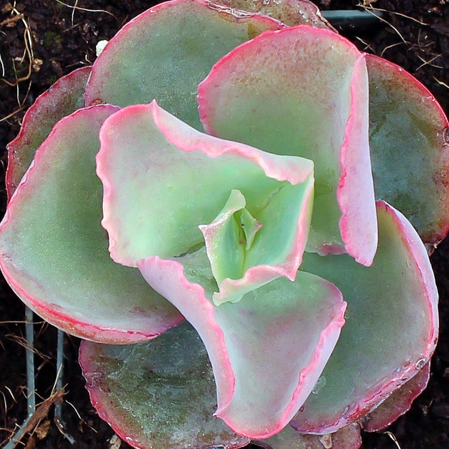 Echeveria 'Dick's Pink'