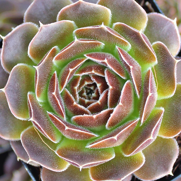 Sempervivum heuffelii 'Artemis' - March