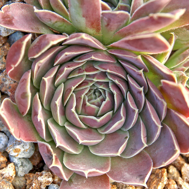 Sempervivum heuffelii 'Bermuda' (Outdoors) - August