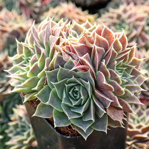 Sempervivum heuffelii 'Bermuda' cluster