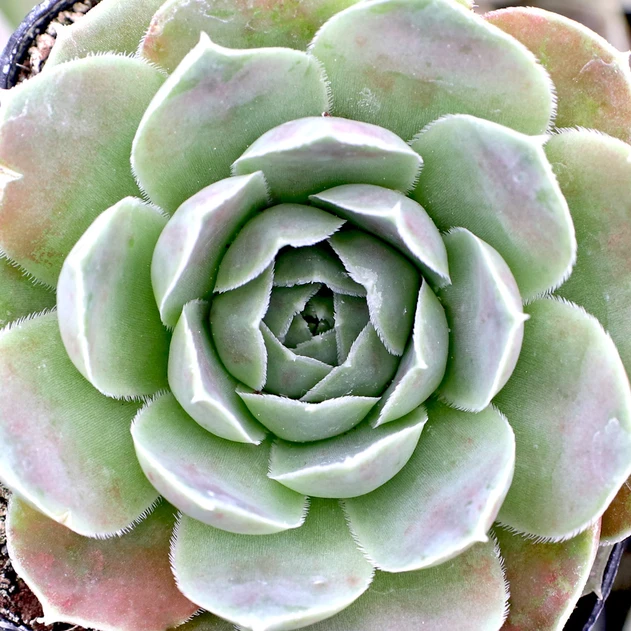 Sempervivum heuffelii 'Bermuda'