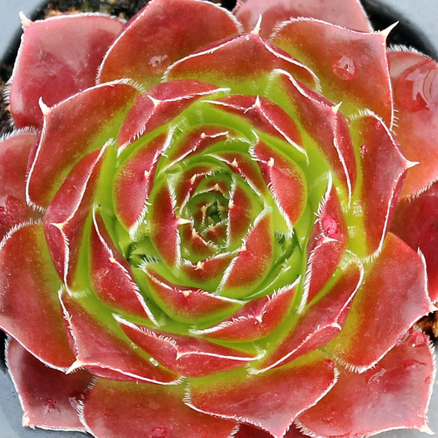 Sempervivum heuffelii 'Chocolate Sundae' - Spring