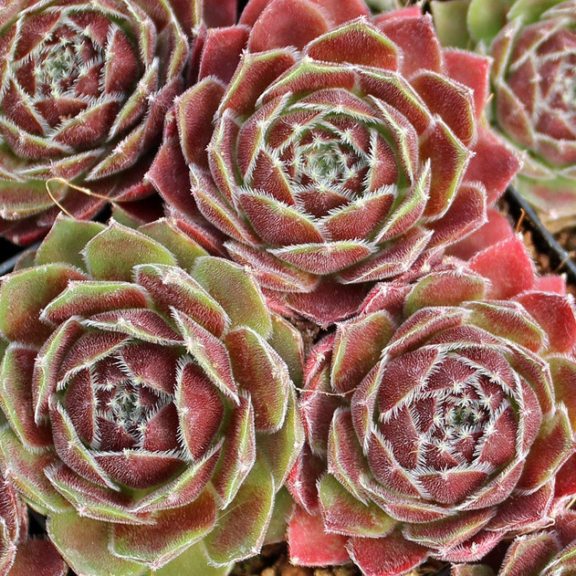 Sempervivum 'Dea' - Mountain Crest Gardens