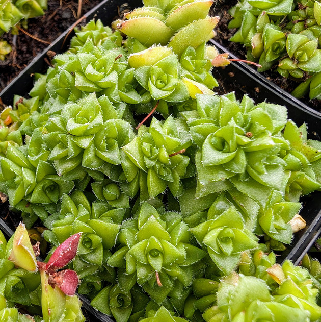 Crassula socialis - Ring Plant