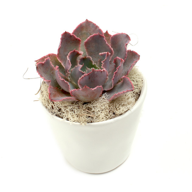 Journey Pot 3.0" x 2.5" - White