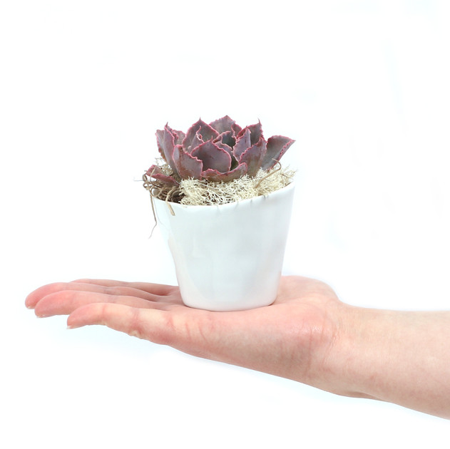 Journey Pot 3.0" x 2.5" - Scale