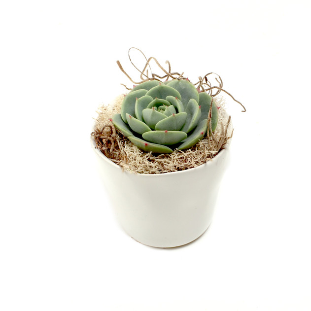 Journey Pot 3.0" x 2.5"