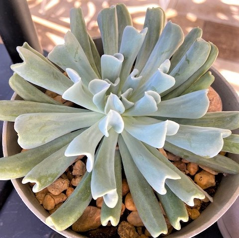 Echeveria runyonii 'Topsy Turvy' | Mountain Crest Gardens™