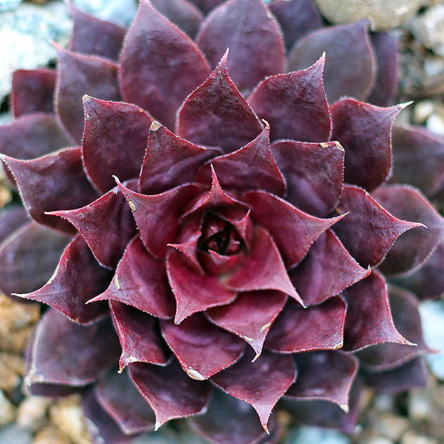 Sempervivum 'Atroviolaceum' (Outdoors) - February
