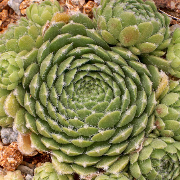 Sempervivum 'Hey Hey' (Outdoors) - August