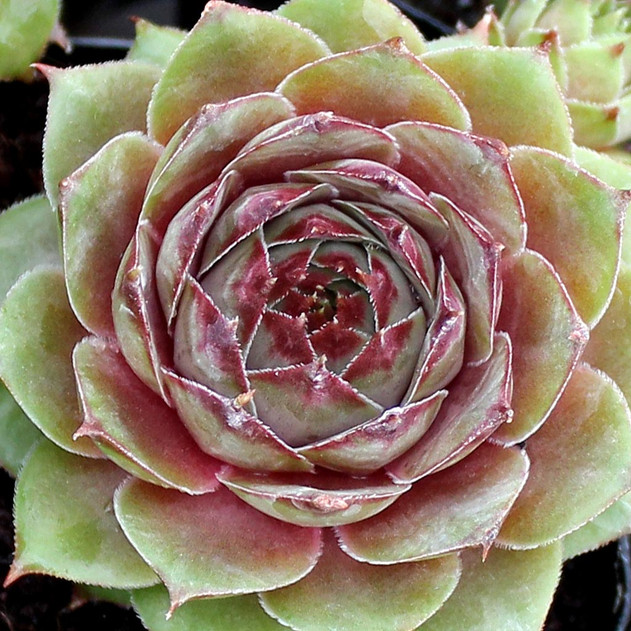 Sempervivum 'Purdy's 70-40' (Young)