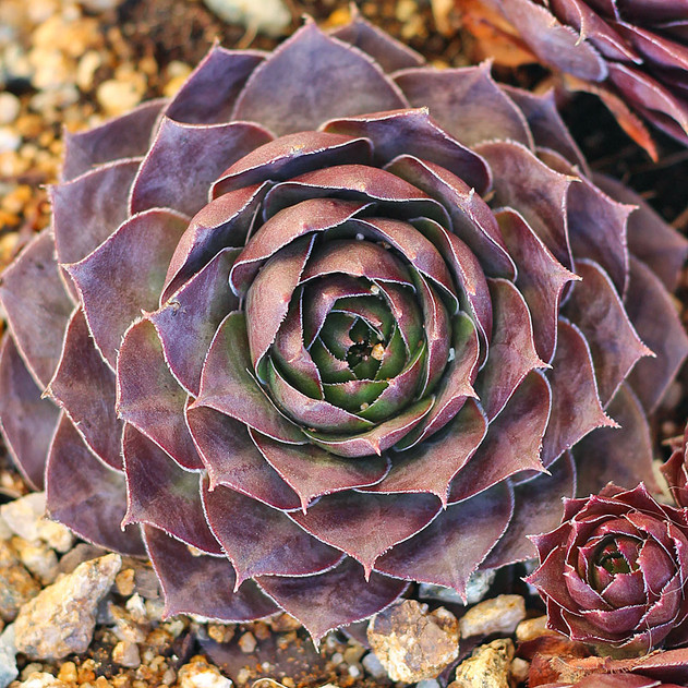 Sempervivum 'Purdy's 70-40' (Outdoors) - January