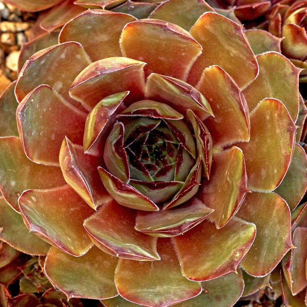 Sempervivum 'Purdy's 70-40' (Outdoors) - May
