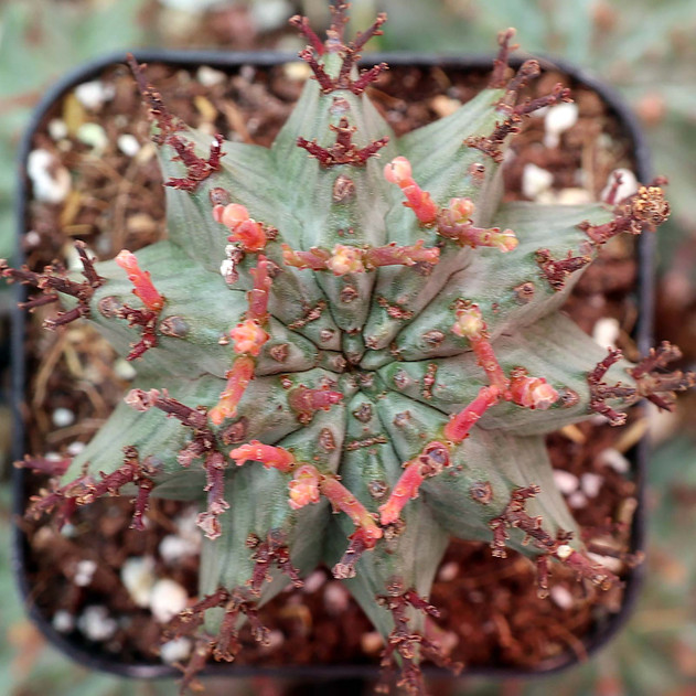 Euphorbia horrida var. nova - June