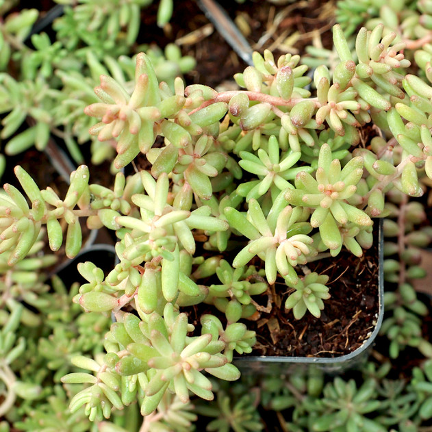 Sedum album 'Black Pearl' - July