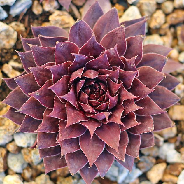 Sempervivum 'Jungle Shadows' (Outdoors) - January