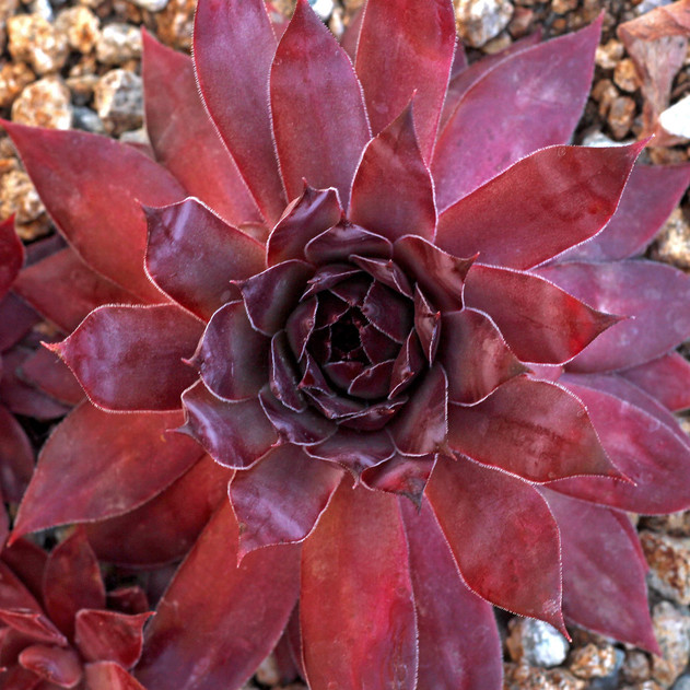 Sempervivum 'Jungle Shadows' (Outdoors) - May