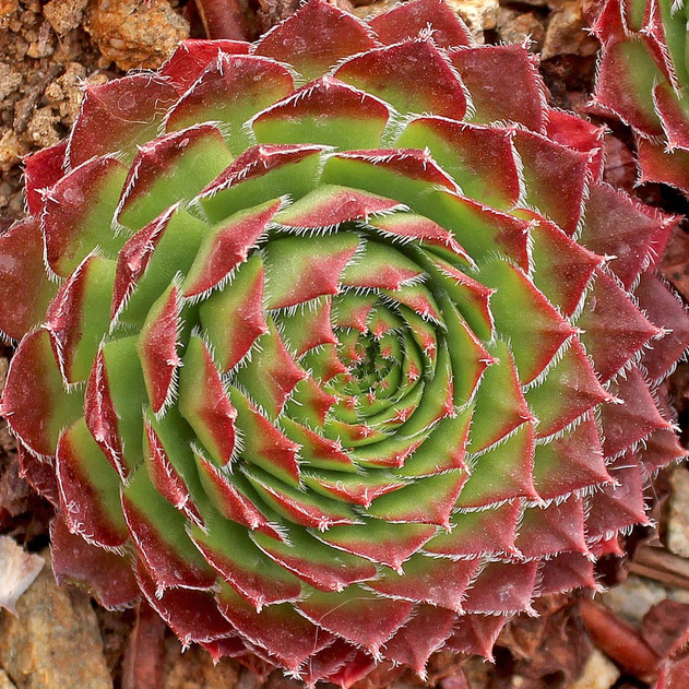 Sempervivum 'Sirius' (Outdoors) - November