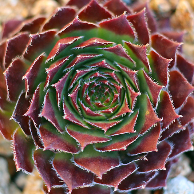 Sempervivum 'Sirius' (Outdoors) - January