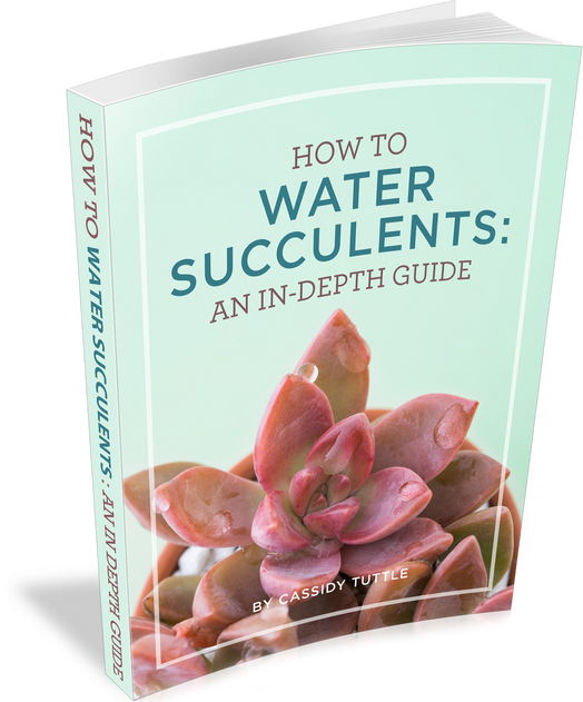 How to Water Succulents: An In-Depth Guide (E-Book)