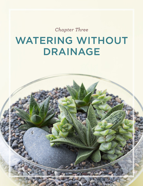 How to Water Succulents - Look Inside 2