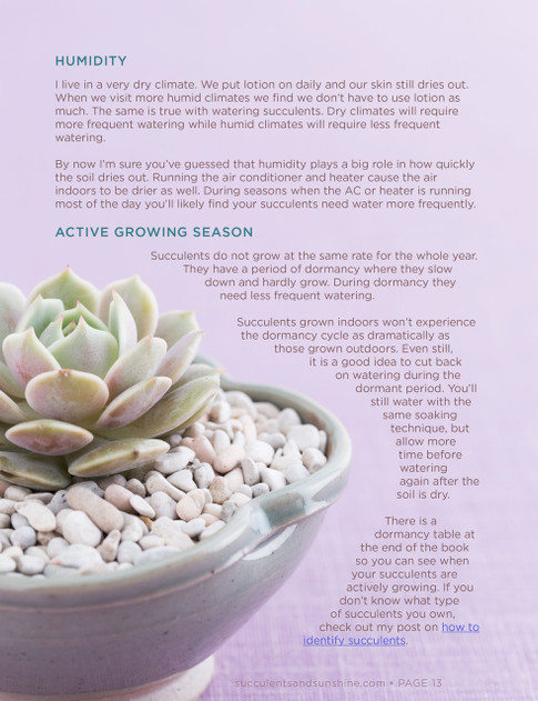 How to Water Succulents - Look Inside 1