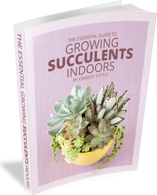 Essential Guide to Growing Succulents Indoors (EBook) MCG™