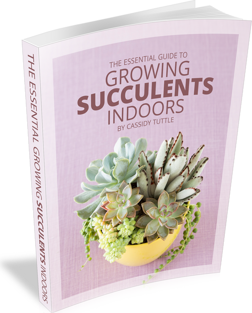 The Essential Guide to Growing Succulents Indoors (E-Book)