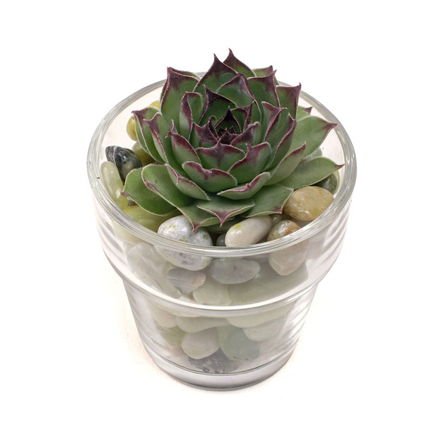 Clear Glass Votive Cups - Flower Pot Planted