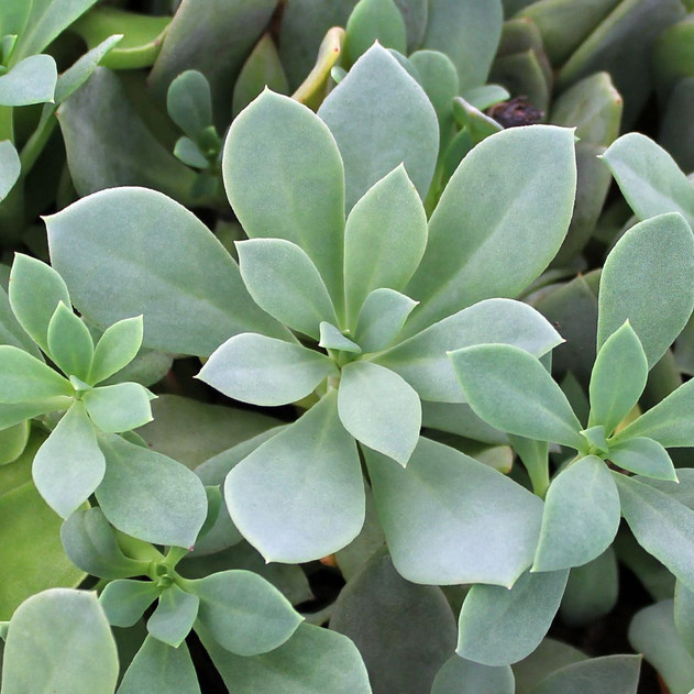 Cistanthe grandiflora - Shining Pink Rock Purslane