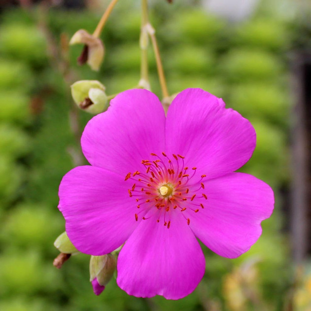 Cistanthe grandiflora - Shining Pink Rock Purslane (Bloom)