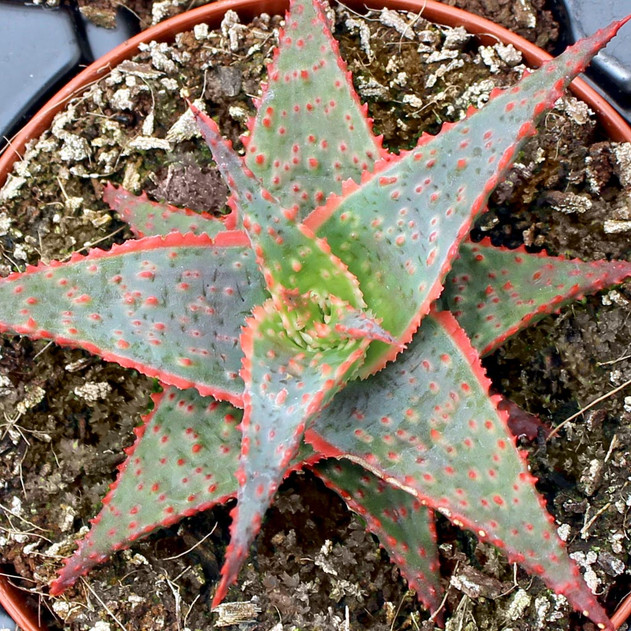 Aloe 'Christmas Carol'