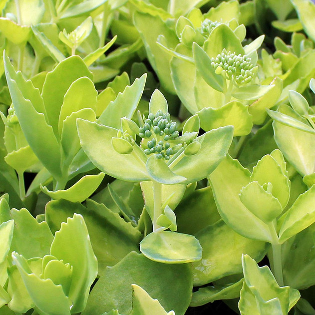 Sedum spectabile 'Elsie's Gold'