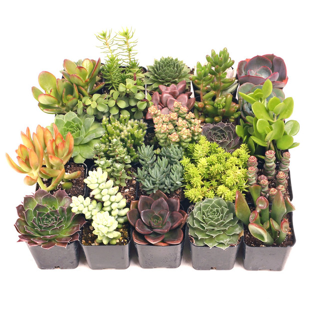 Super Variety Succulents 25-Pack - Alt Varieties