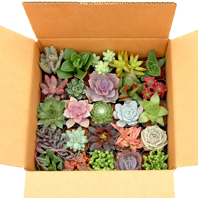 Super Variety Succulents Pack (6-25 Plants, 2" Pots) in Box