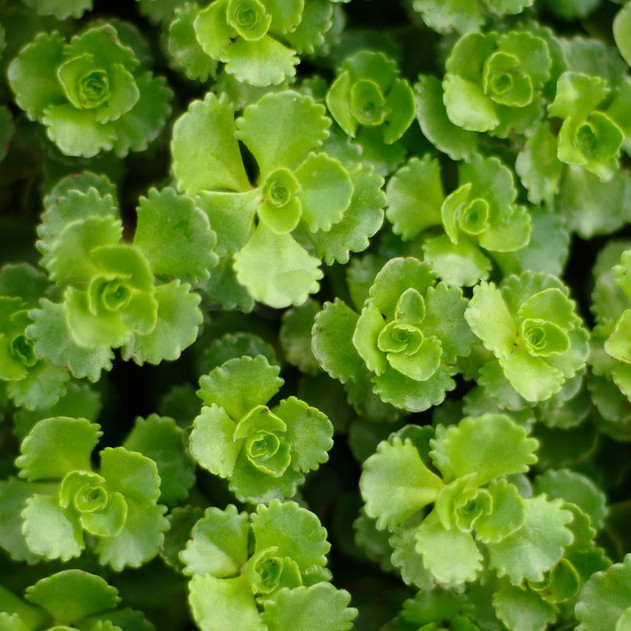 Sedum spurium 'Roseum'