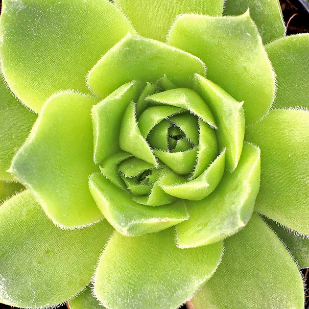 Sempervivum heuffelii 'Water Lily' - March