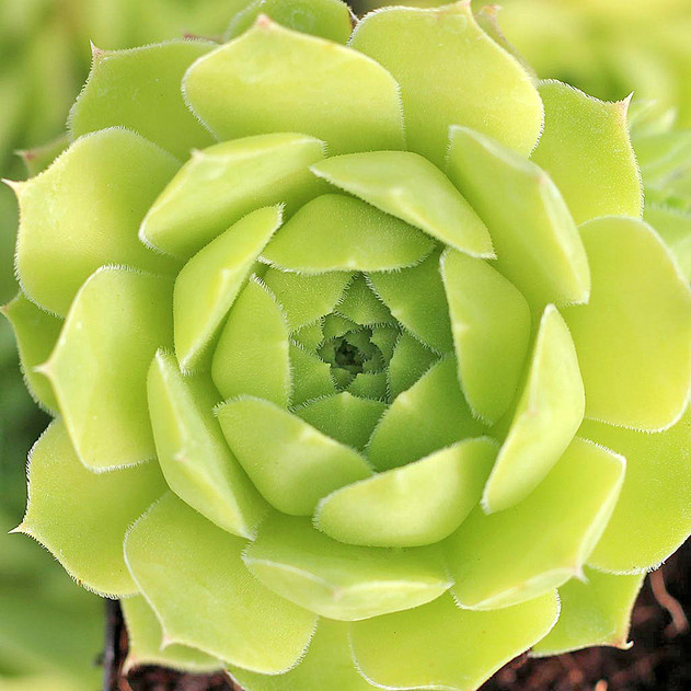 Sempervivum heuffelii 'Water Lily' (Young) - April