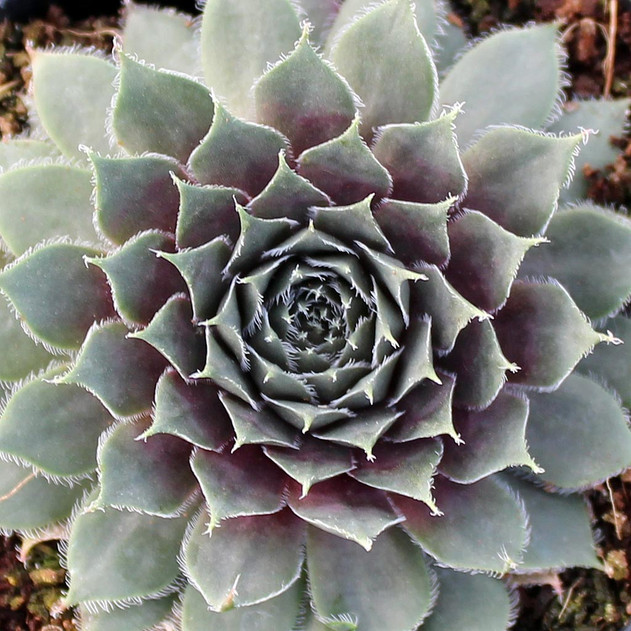 Sempervivum 'Grape Tone'