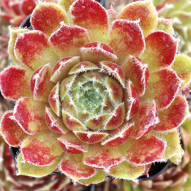 Sempervivum 'Carnival' - June