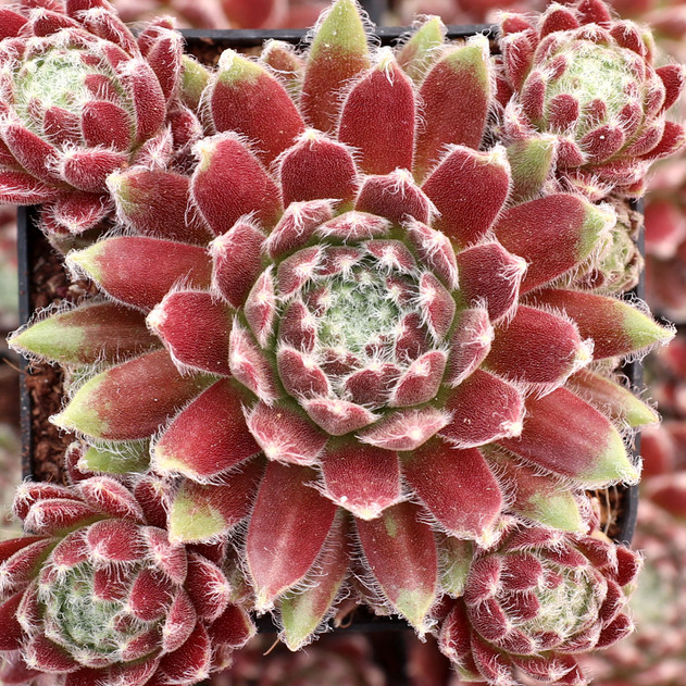 Sempervivum 'Averil' - June