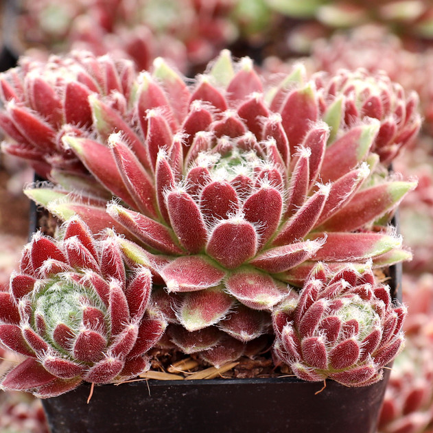 Sempervivum 'Averil' - June
