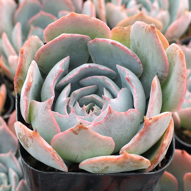 Echeveria 'Caribbean'