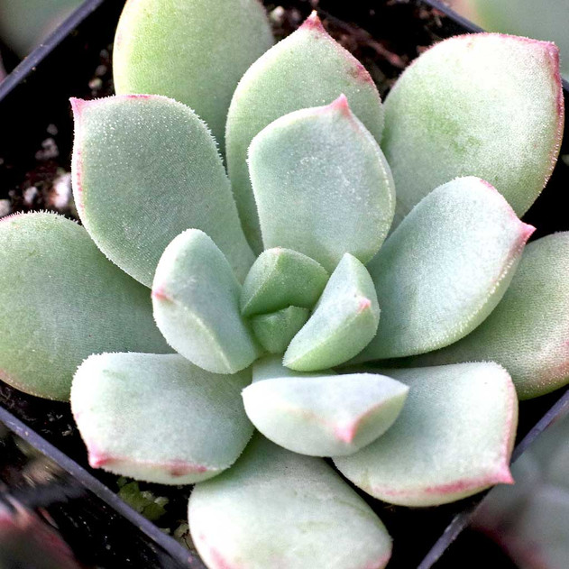 Echeveria 'Green Goddess' - December