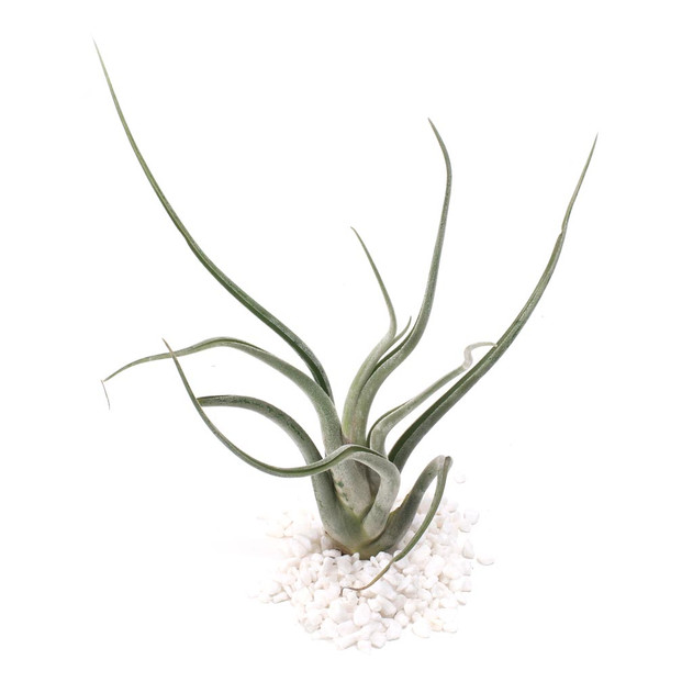 Air Plant - Tillandsia caput-medusae [8.0"]