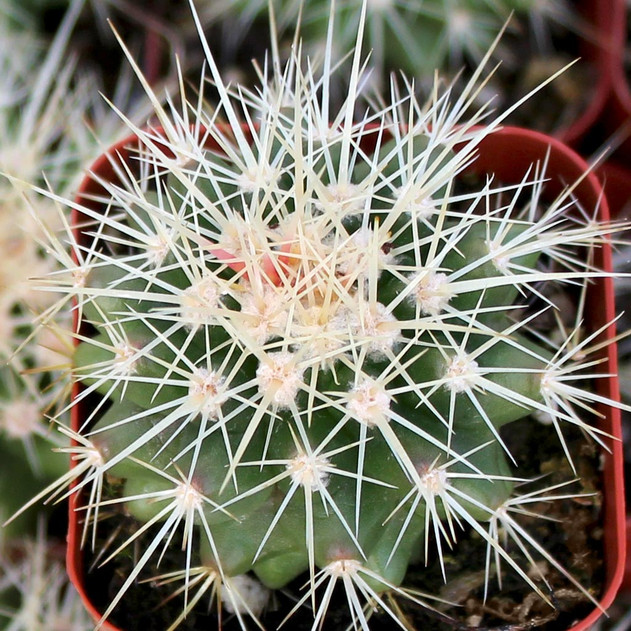 Mammillaria mammillaris