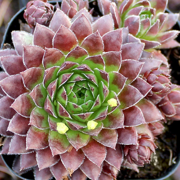 Sempervivum globiferum ssp. hirtum f/ Bulgaria (Mature)