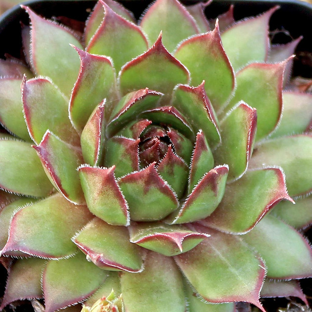 Sempervivum 'Brownii'
